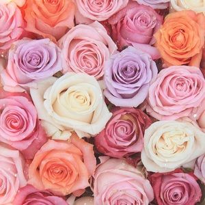 Meet your Posher, Paulina